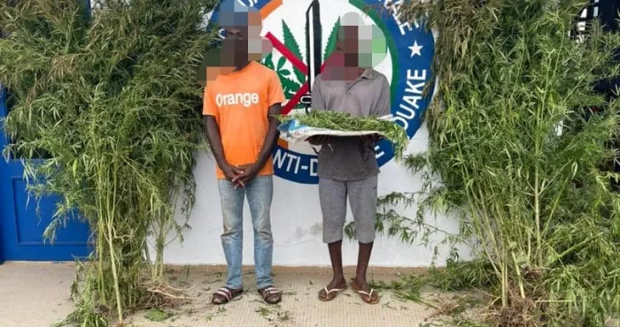 bouake-lutte-contre-la-drogue-la-gendarmerie-detruit-un-champ-de-cannabis-et-interpelle-deux-02-individus